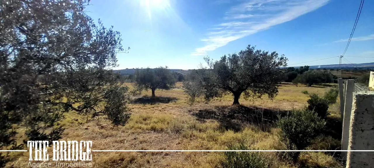 Un hectare d'oliviers