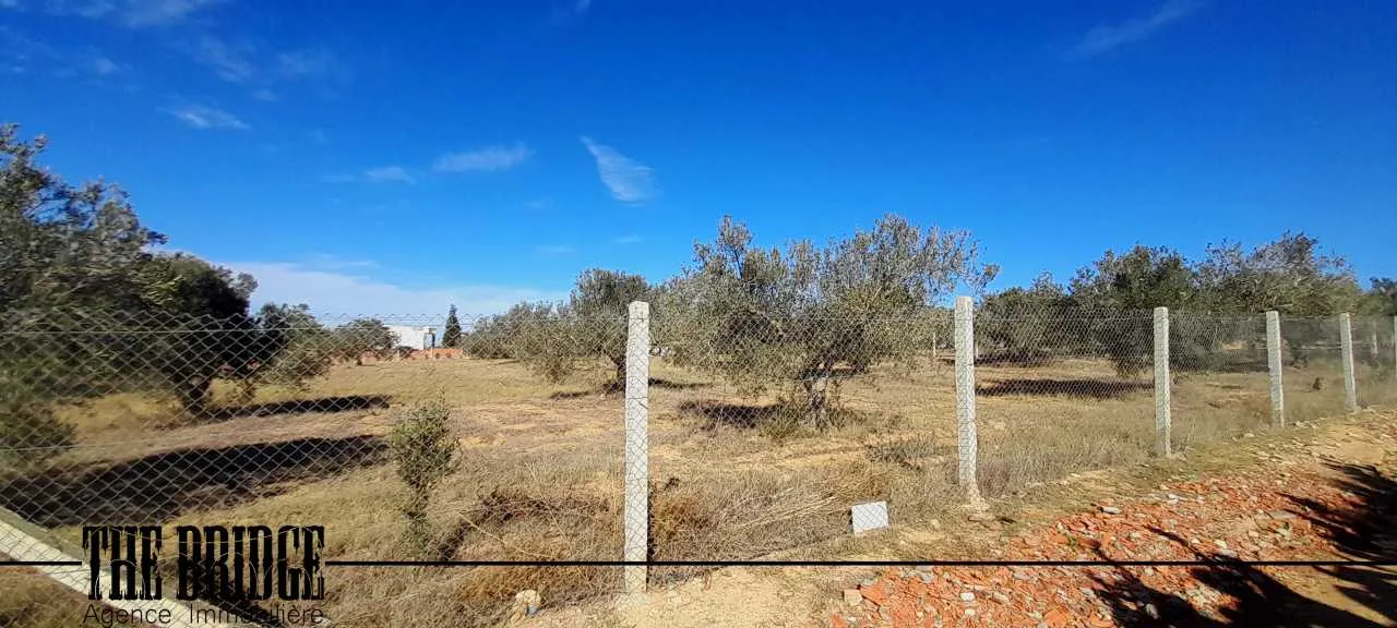 Un hectare d'oliviers