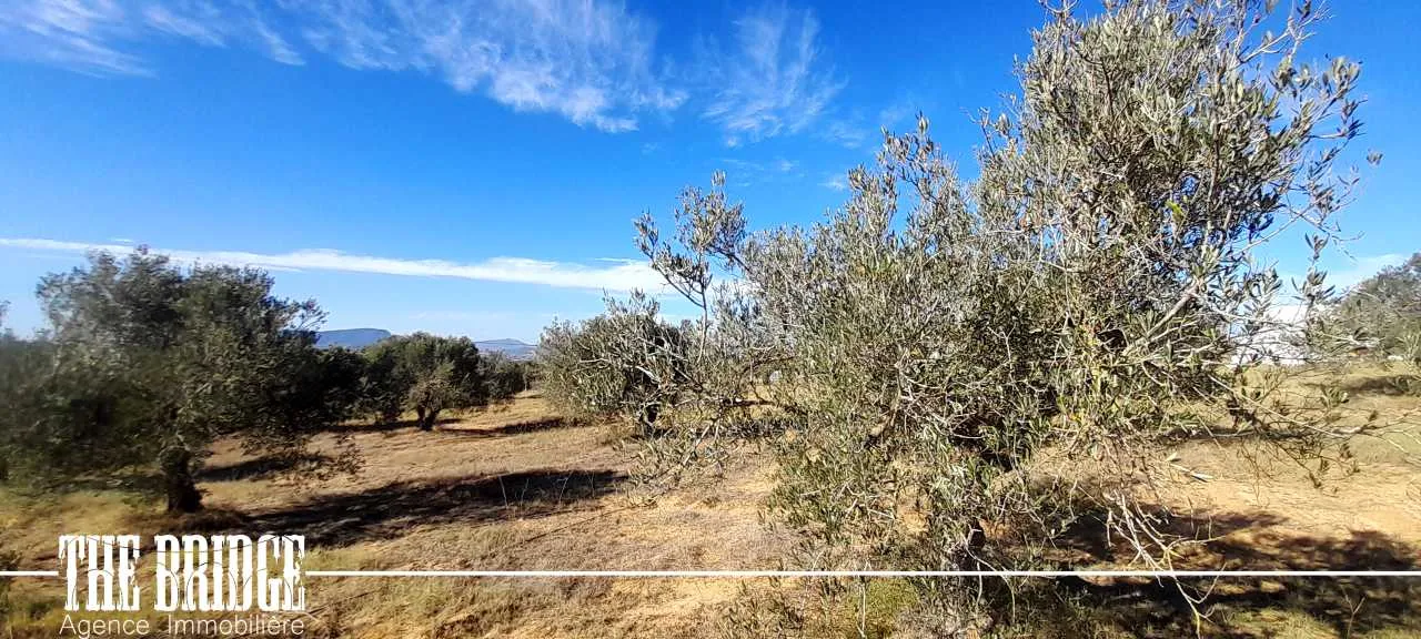 Un hectare d'oliviers