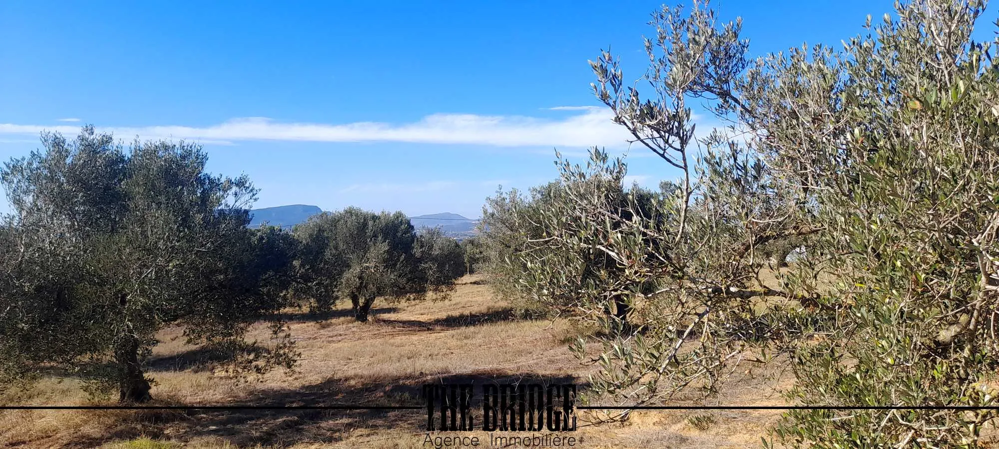 Un hectare d'oliviers