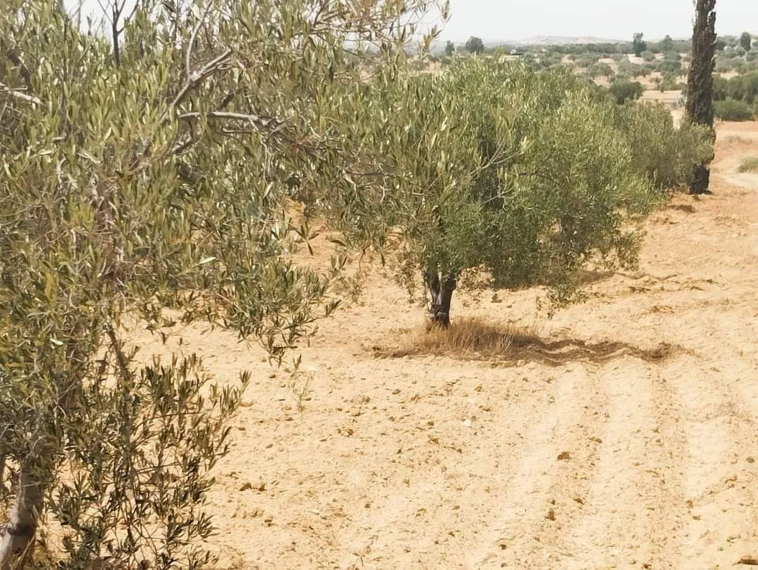 AV terrain de 9000m à zeriba zaghouan