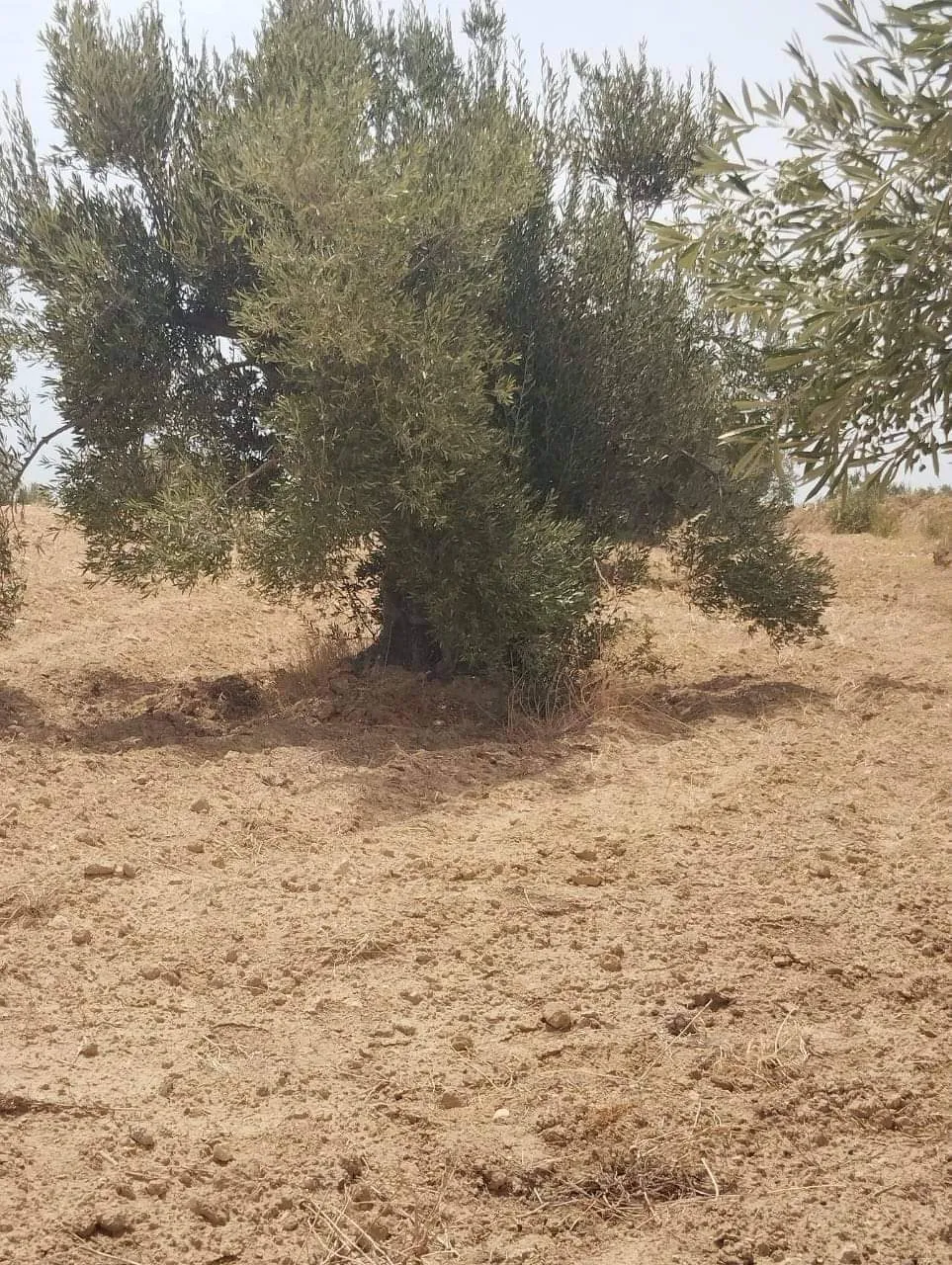 AV terrain de 9000m à zeriba zaghouan