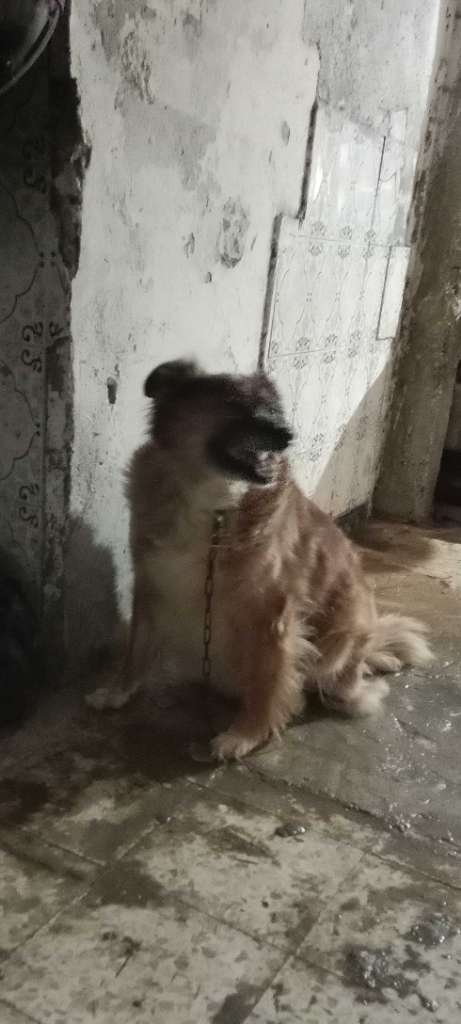 كنيش