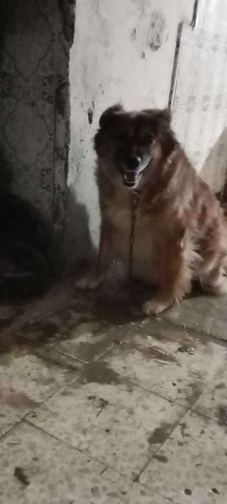 كنيش