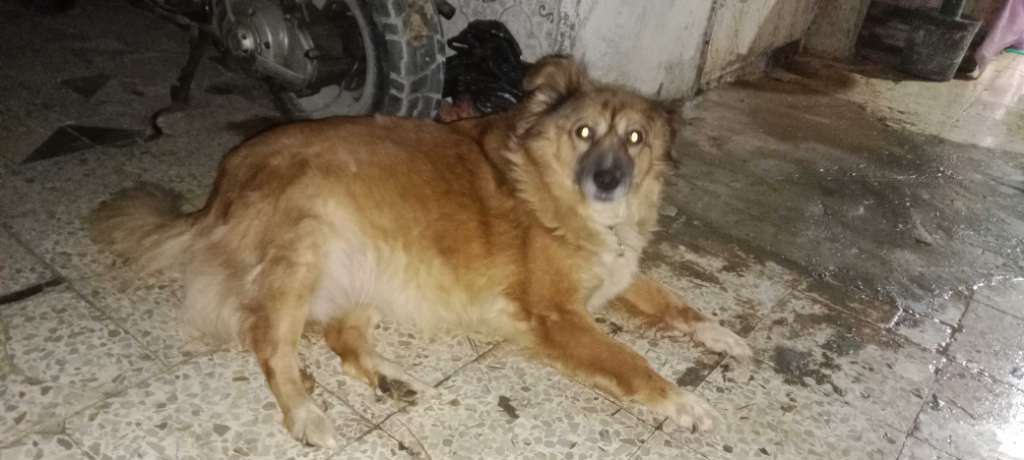 كنيش