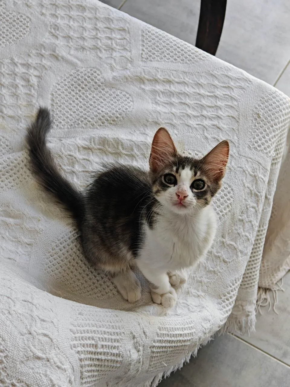 Lucy cherche une famille à La Marsa 🐱