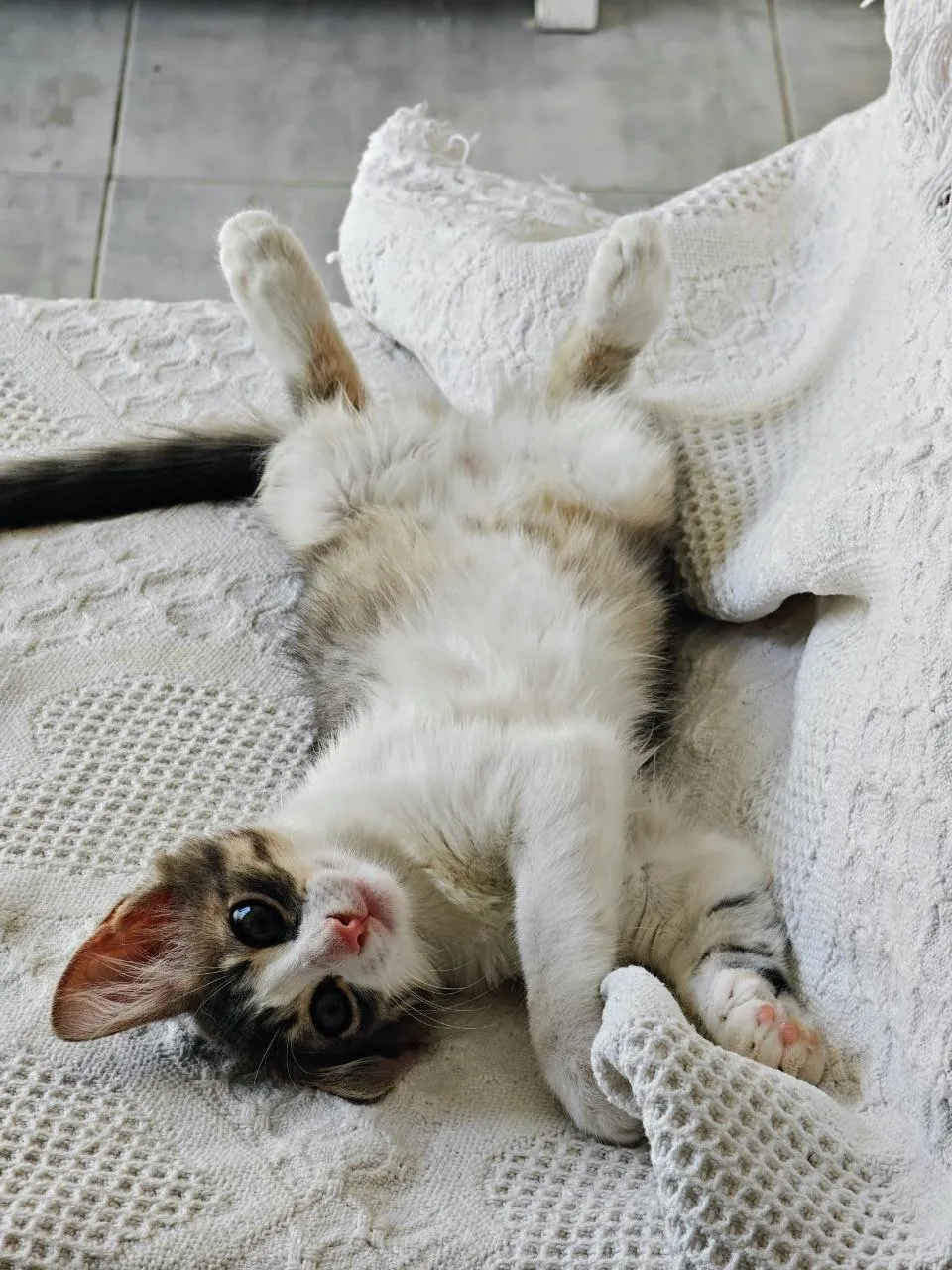 Lucy cherche une famille à La Marsa 🐱