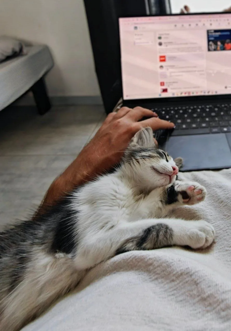Lucy cherche une famille à La Marsa 🐱