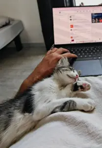 Lucy cherche une famille à La Marsa 🐱