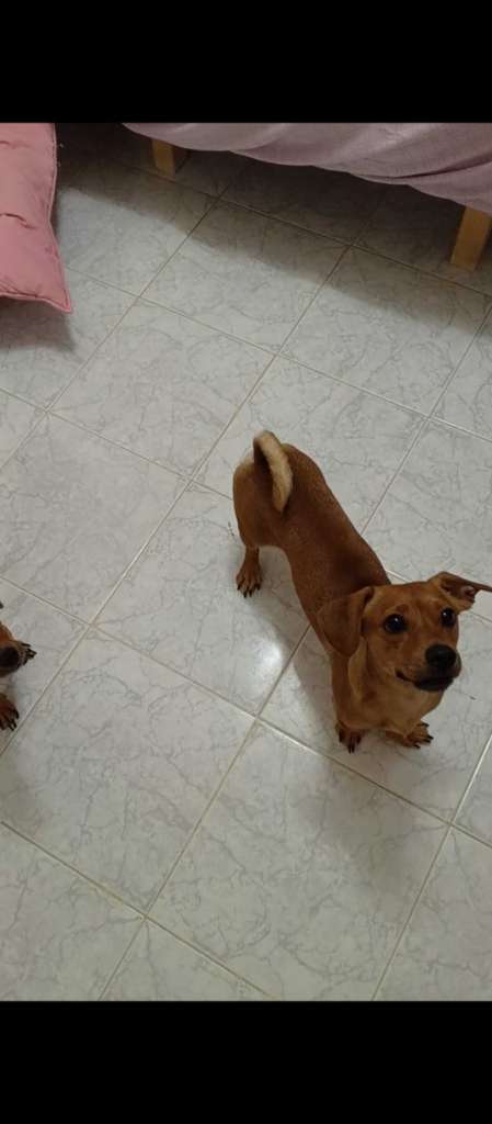 Des chiots dachshund 