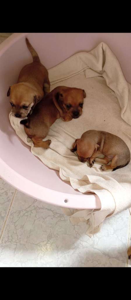 Des chiots dachshund 