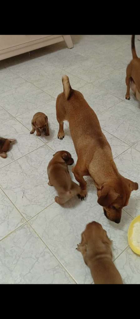 Des chiots dachshund 