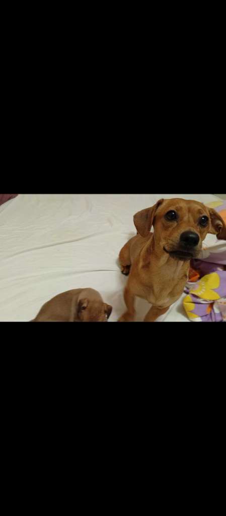 Des chiots dachshund 