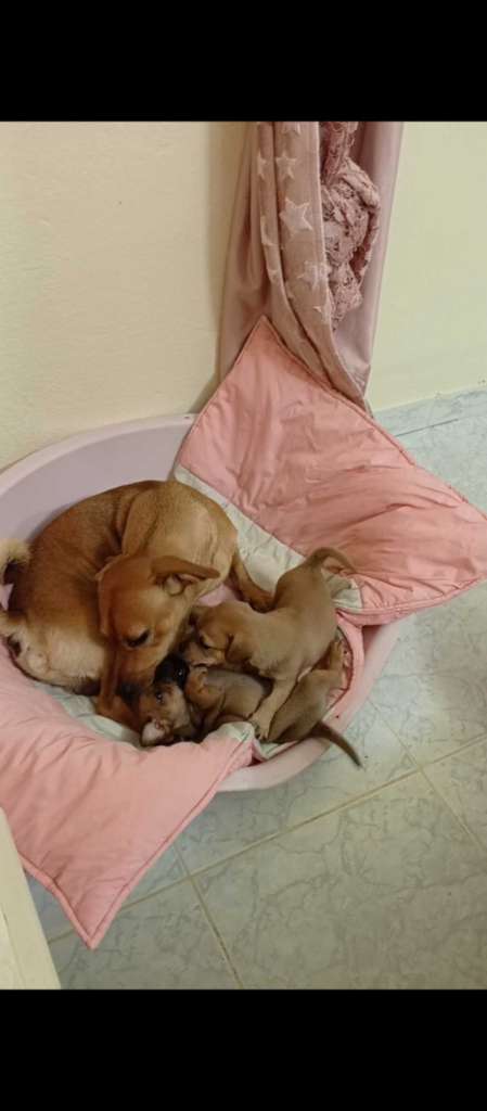 Des chiots dachshund 
