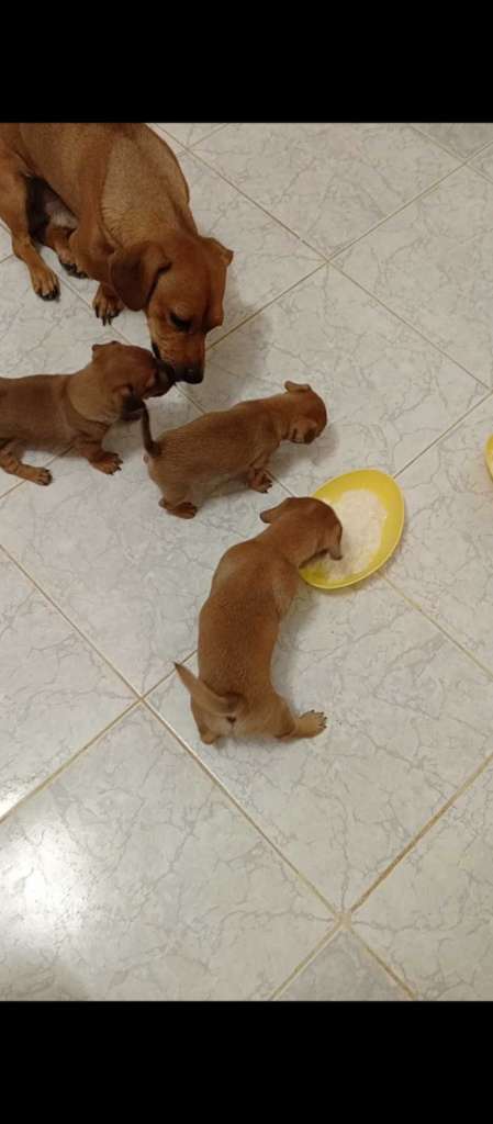 Des chiots dachshund 