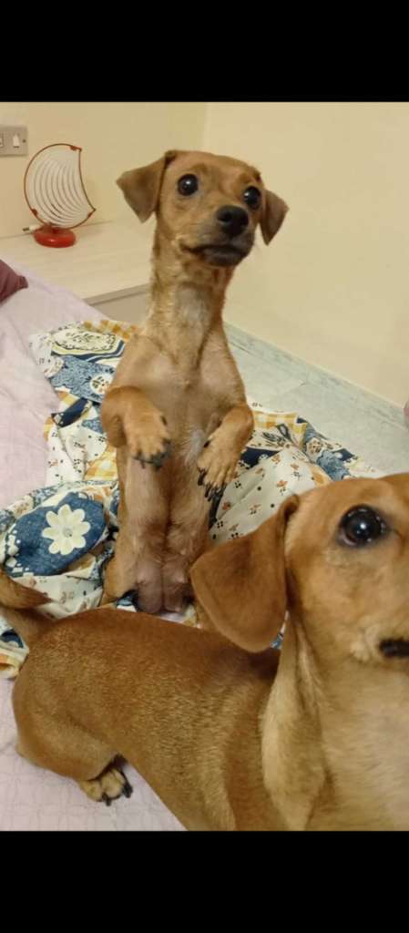 Des chiots dachshund 
