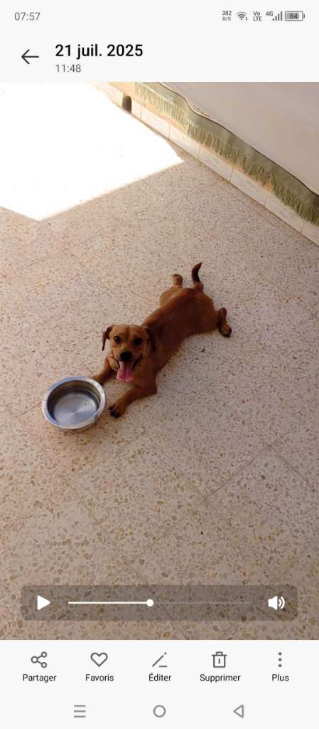 Des chiots dachshund 