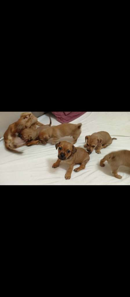 Des chiots dachshund 