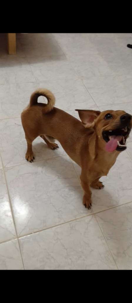 Des chiots dachshund 