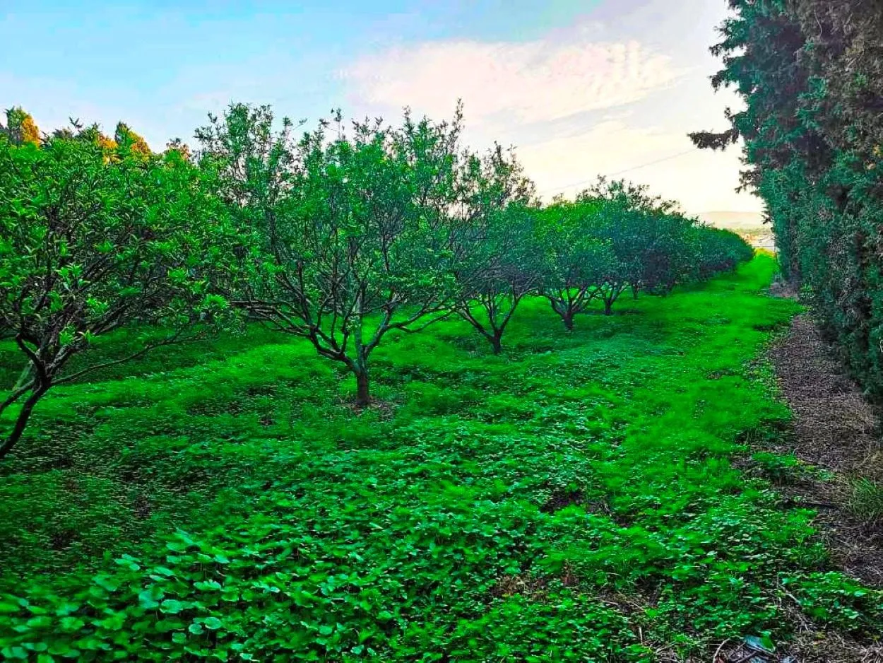 🌳 Terrain 3700 m2 a sounine rafraf 🏡