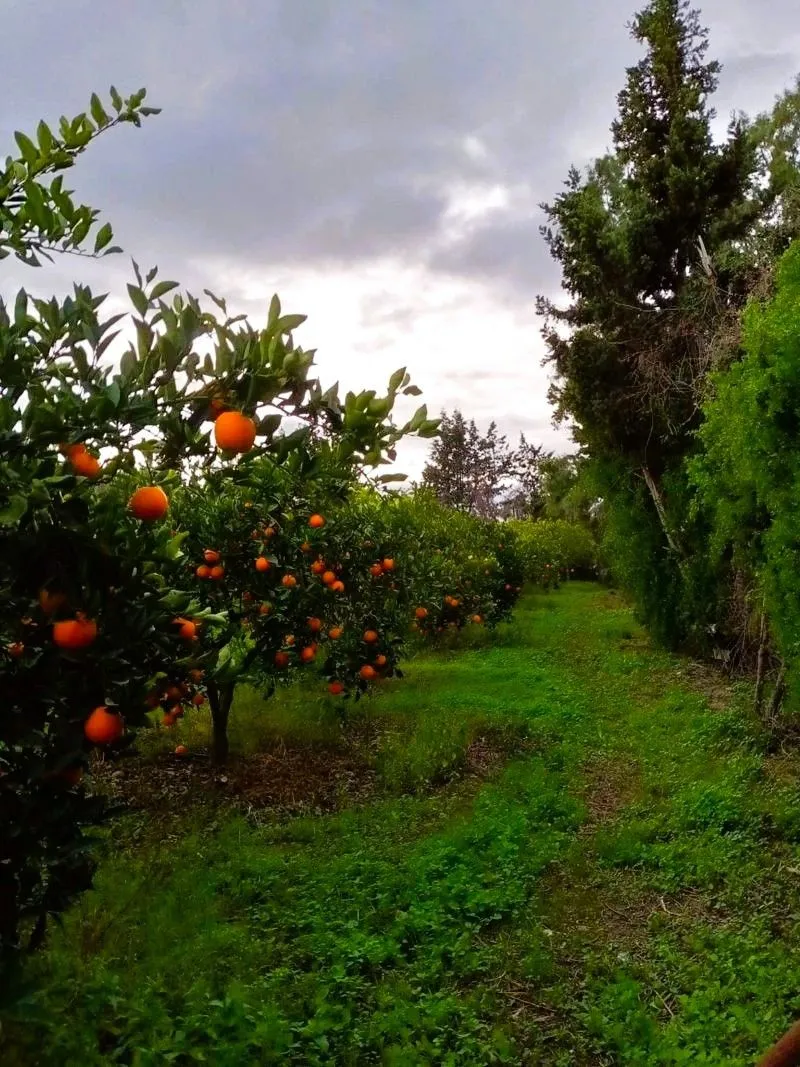 🌳 Terrain 3700 m2 a sounine rafraf 🏡