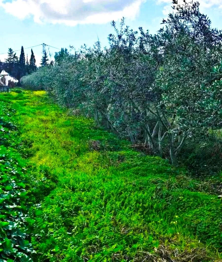 🌳 Terrain 3700 m2 a sounine rafraf 🏡
