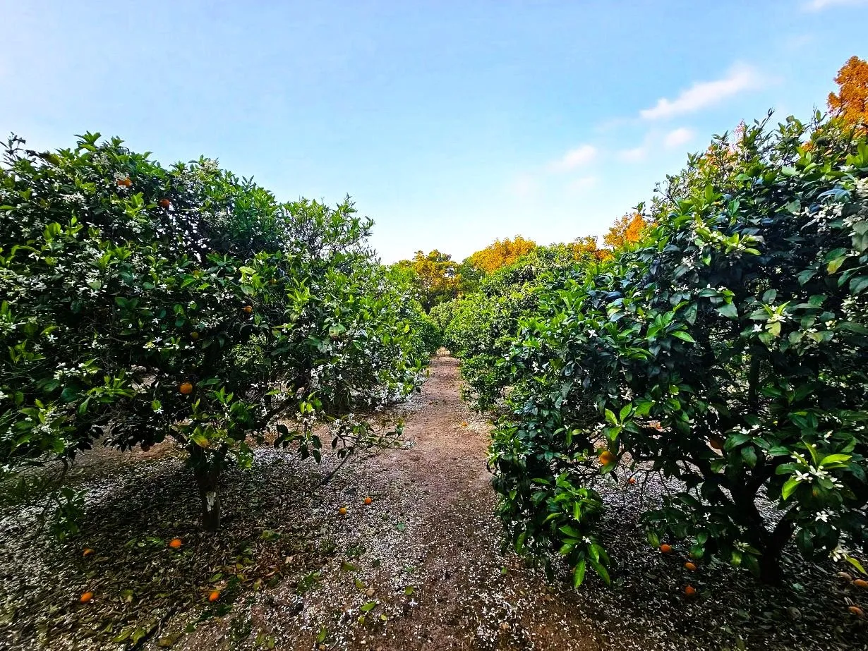 🌳 Terrain 3700 m2 a sounine rafraf 🏡