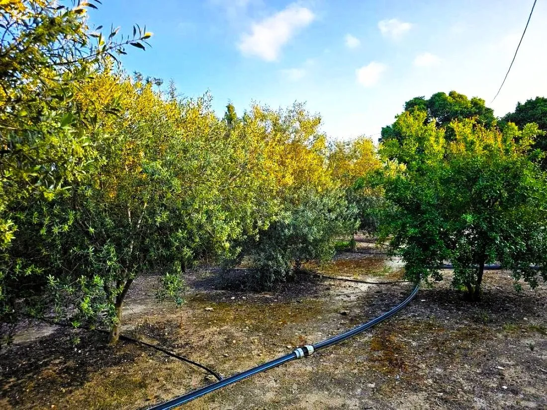 🌳 Terrain 3700 m2 a sounine rafraf 🏡