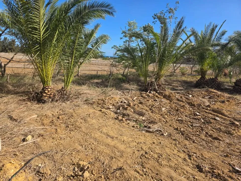 đTerrain Avec Vue Mer En Vente | Gandouz Hergla