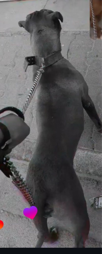 Chien pitbulll 