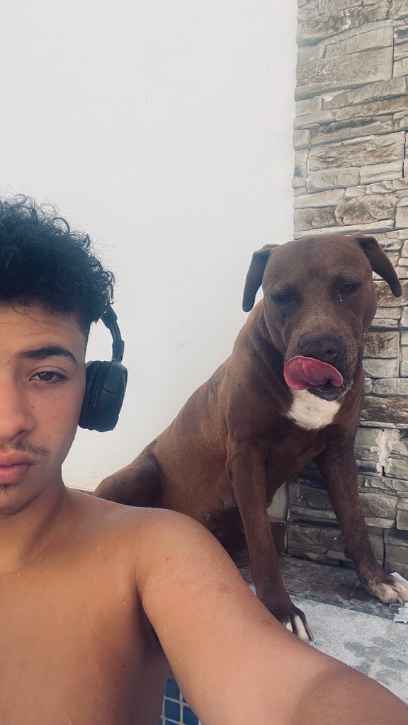 Chien pitbulll 