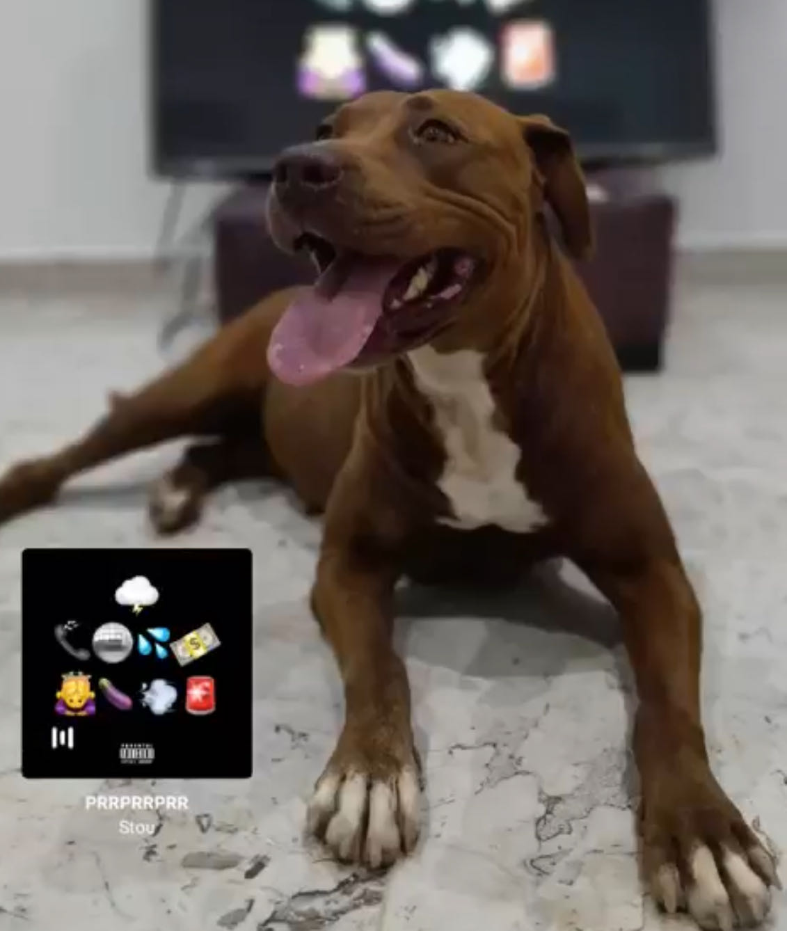 Chien pitbulll 