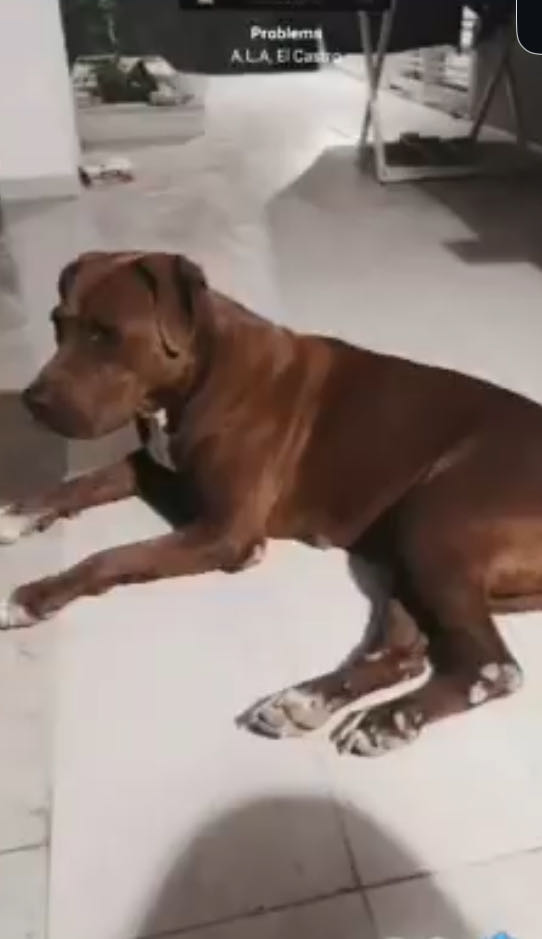 Chien pitbulll 
