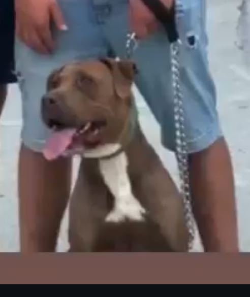 Chien pitbulll 