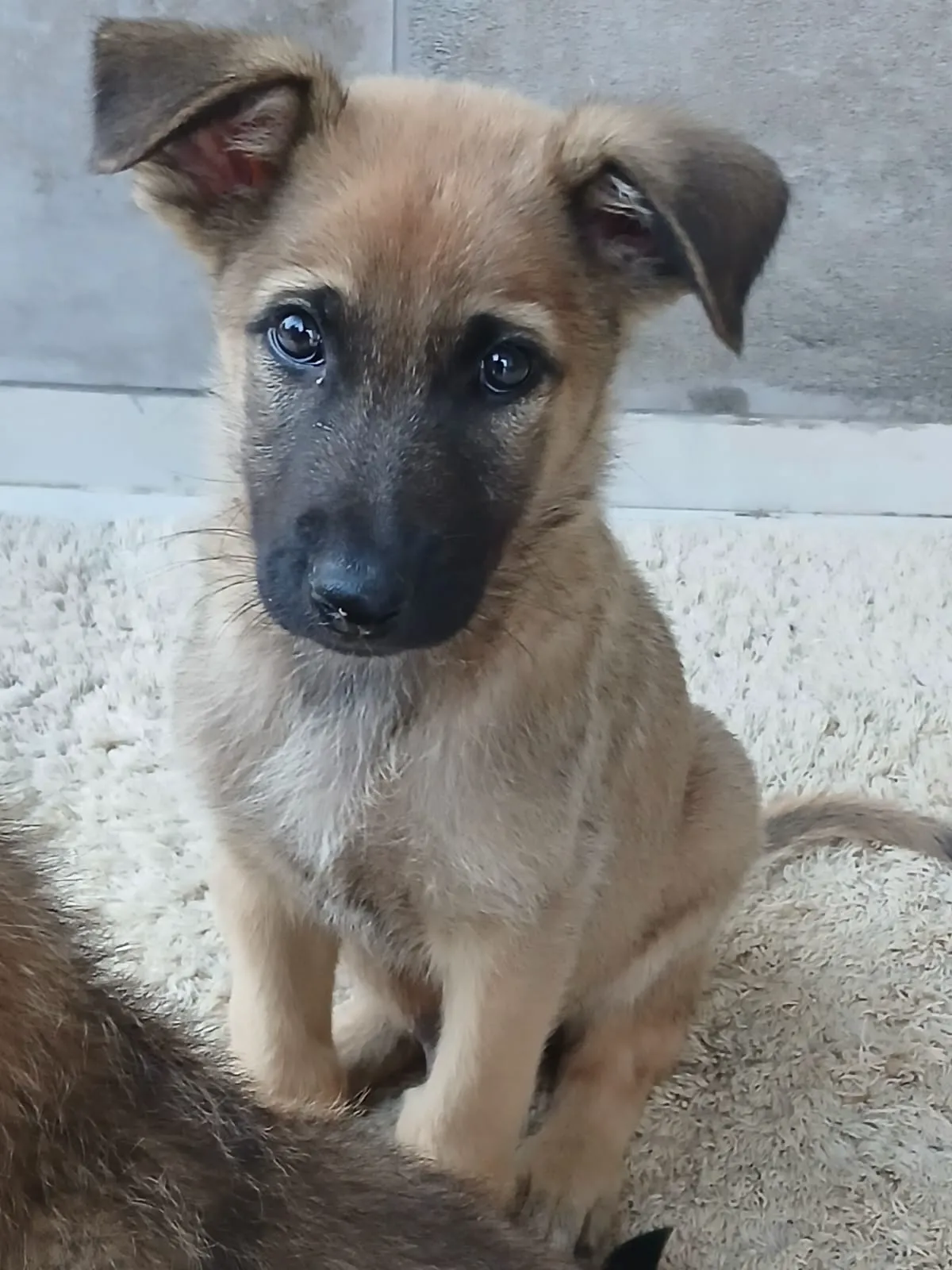 Chiots berger belge malinois
