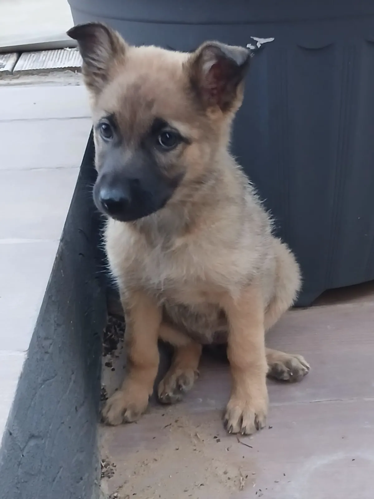 Chiots berger belge malinois