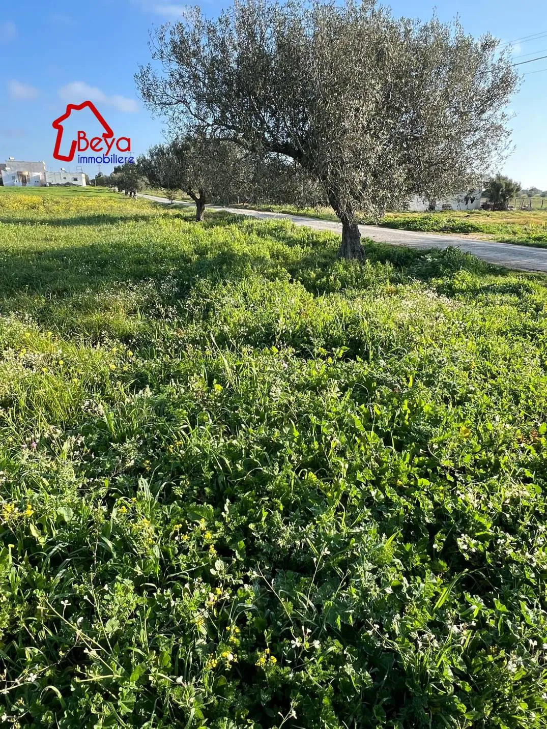  terrain FATIMA VTM013..