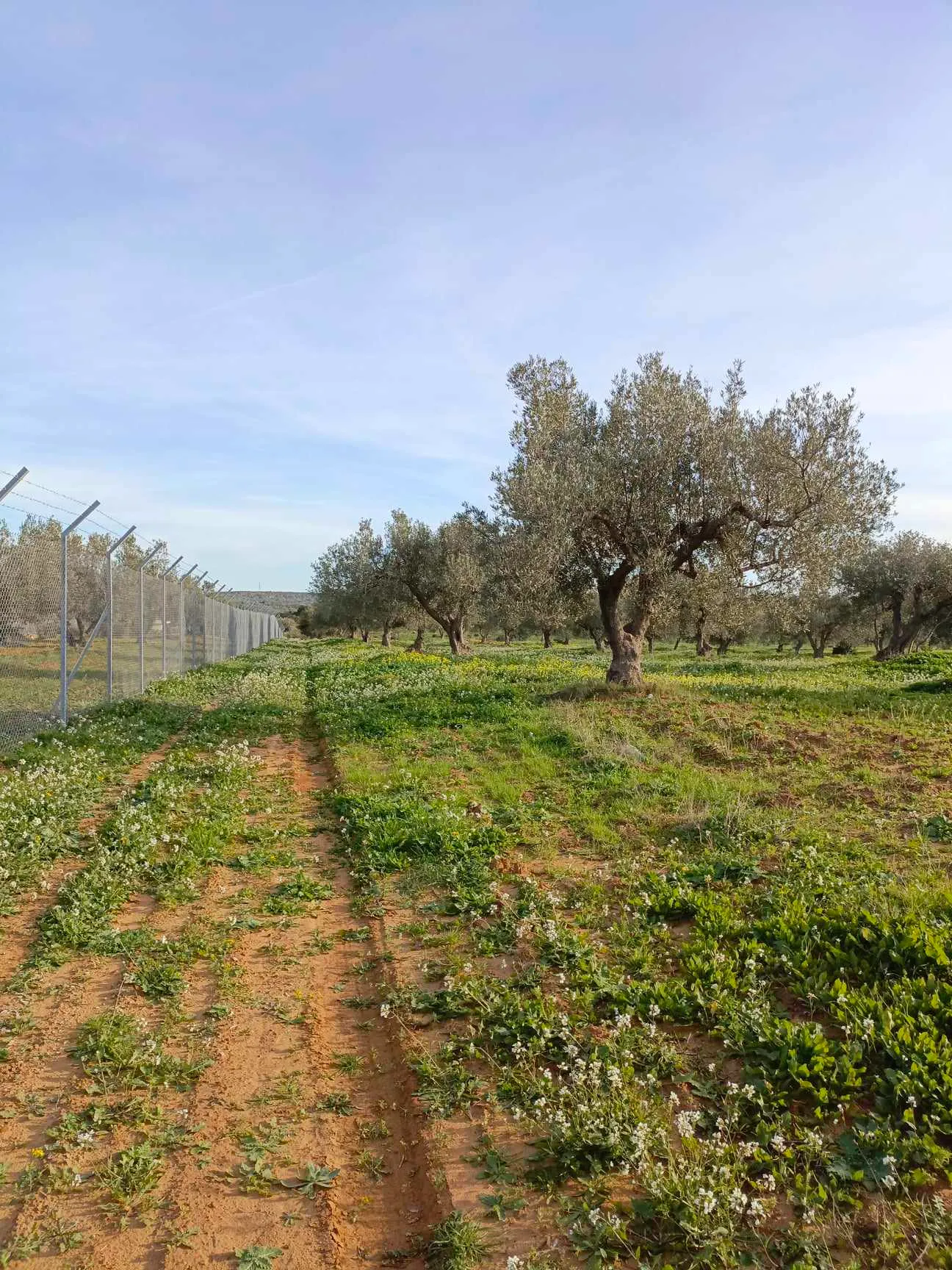 AV terrain de 4500m +13 oliviers à hammamet 