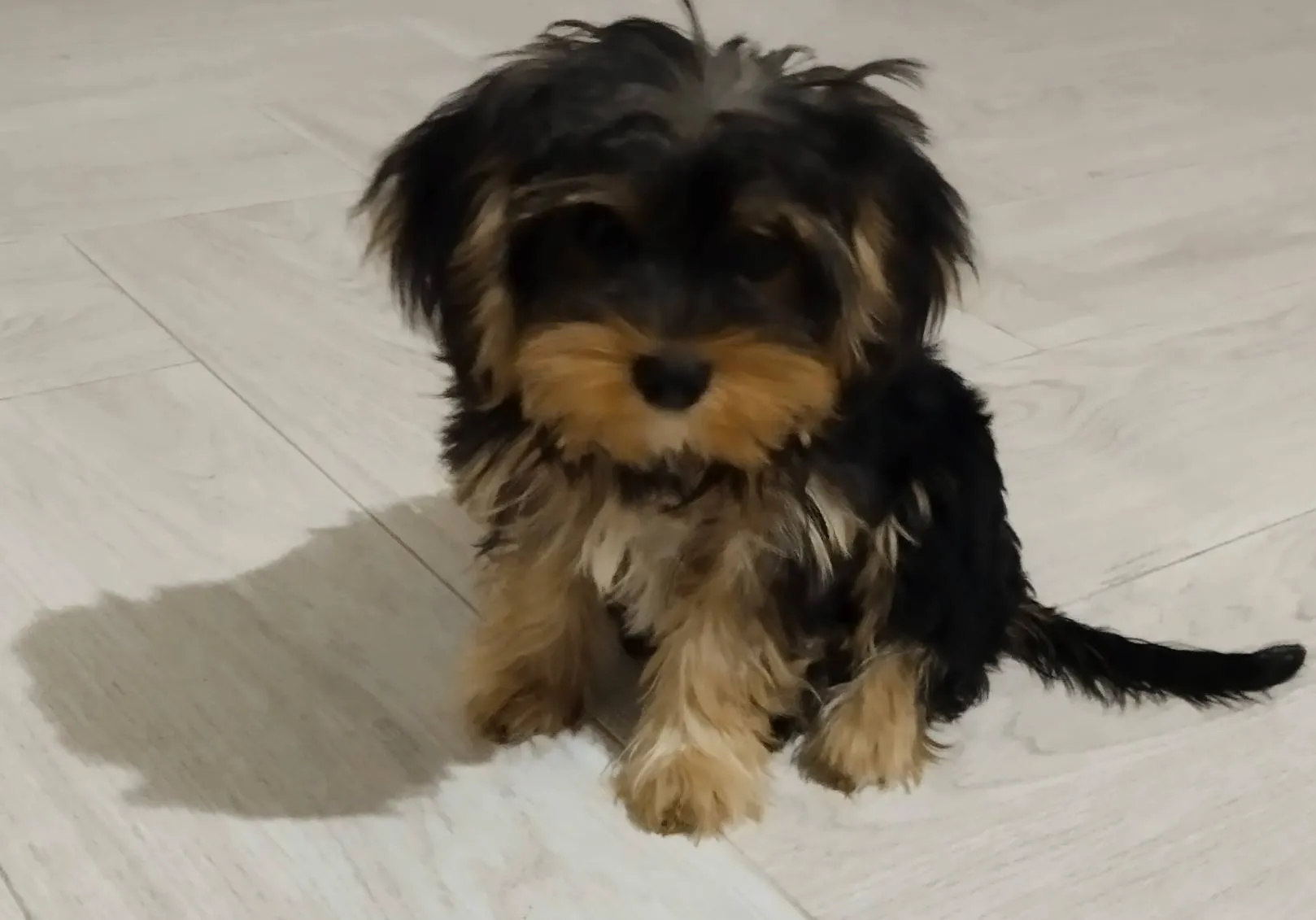Yorkipoo 