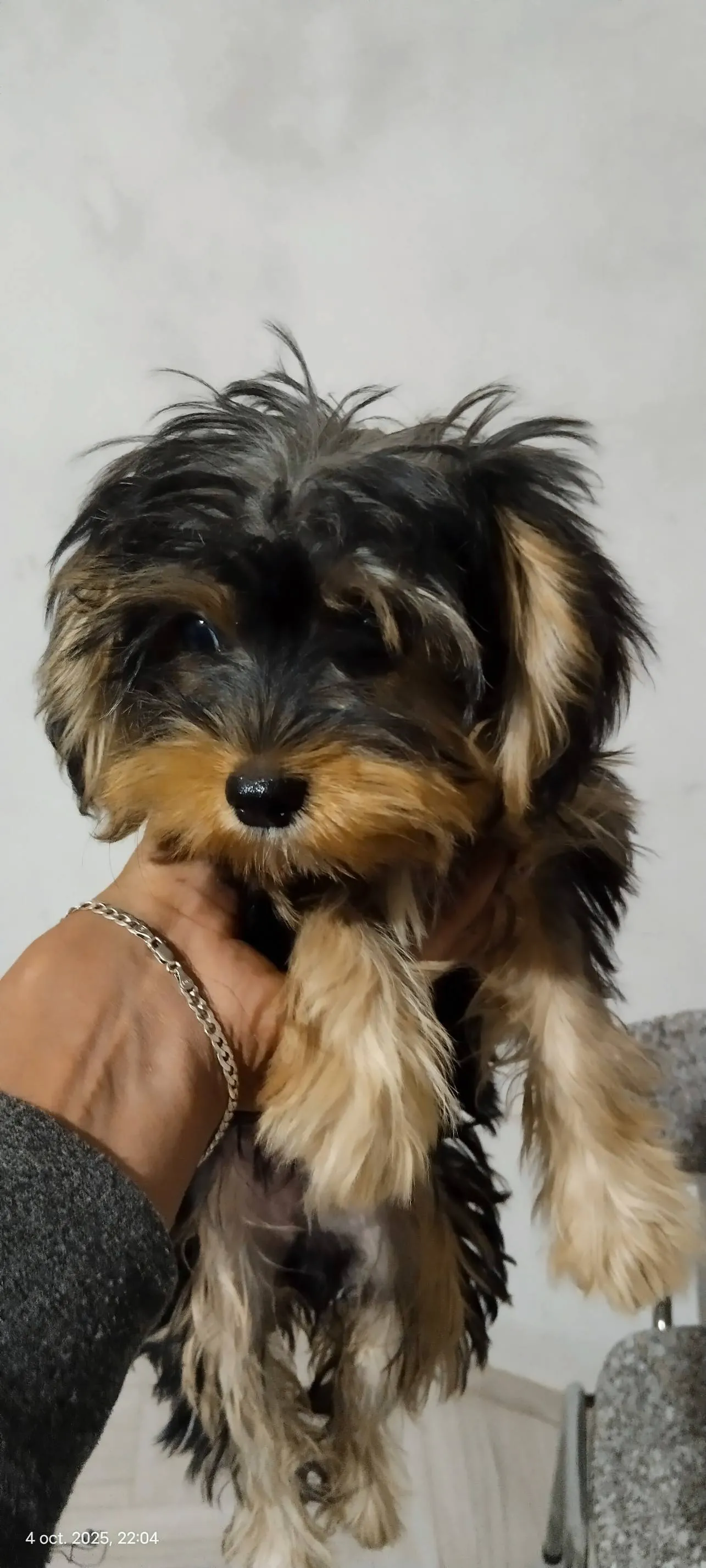 Yorkipoo 