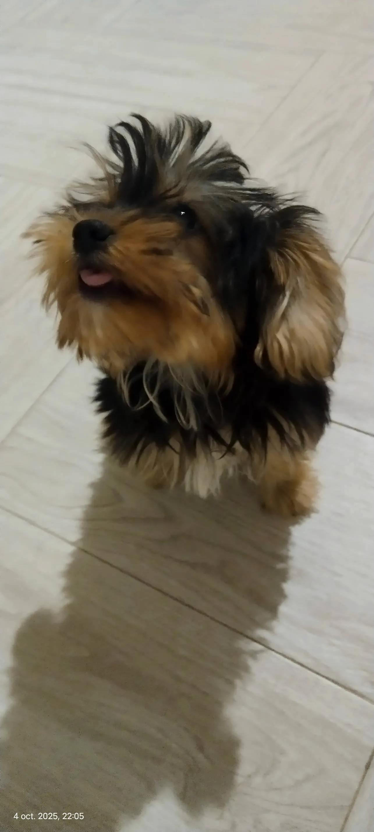 Yorkipoo 