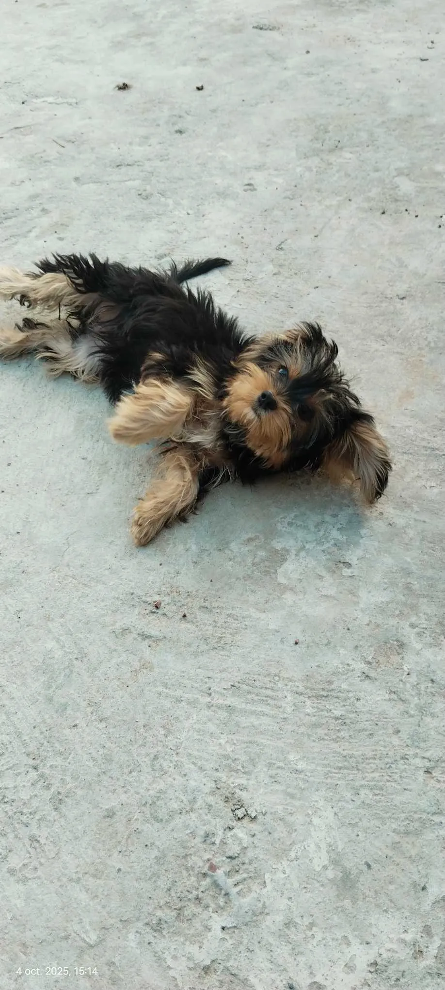 Yorkipoo 