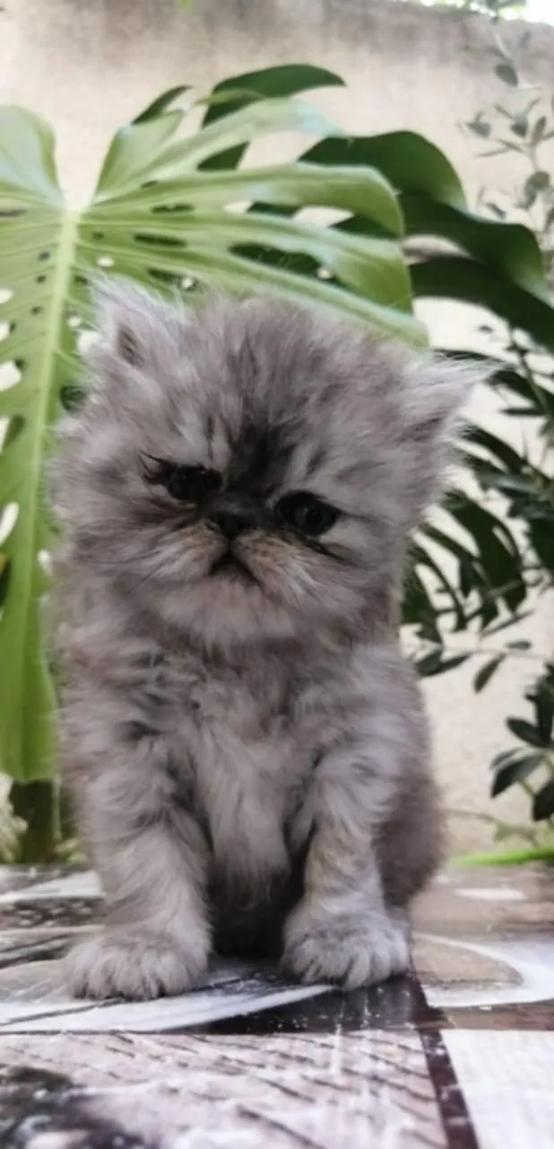 Chat persan race pure