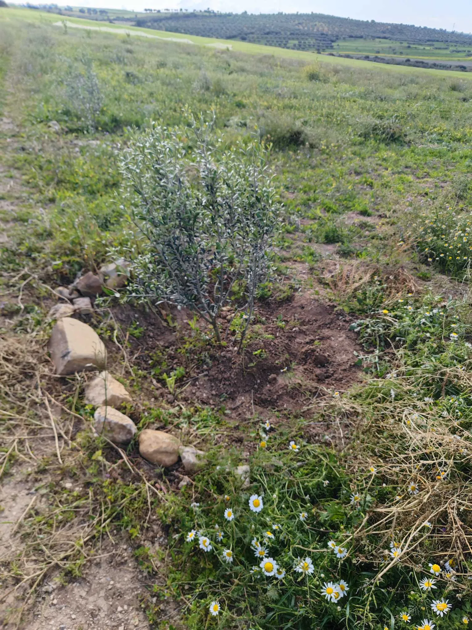 6.3 Hectare a goubellat