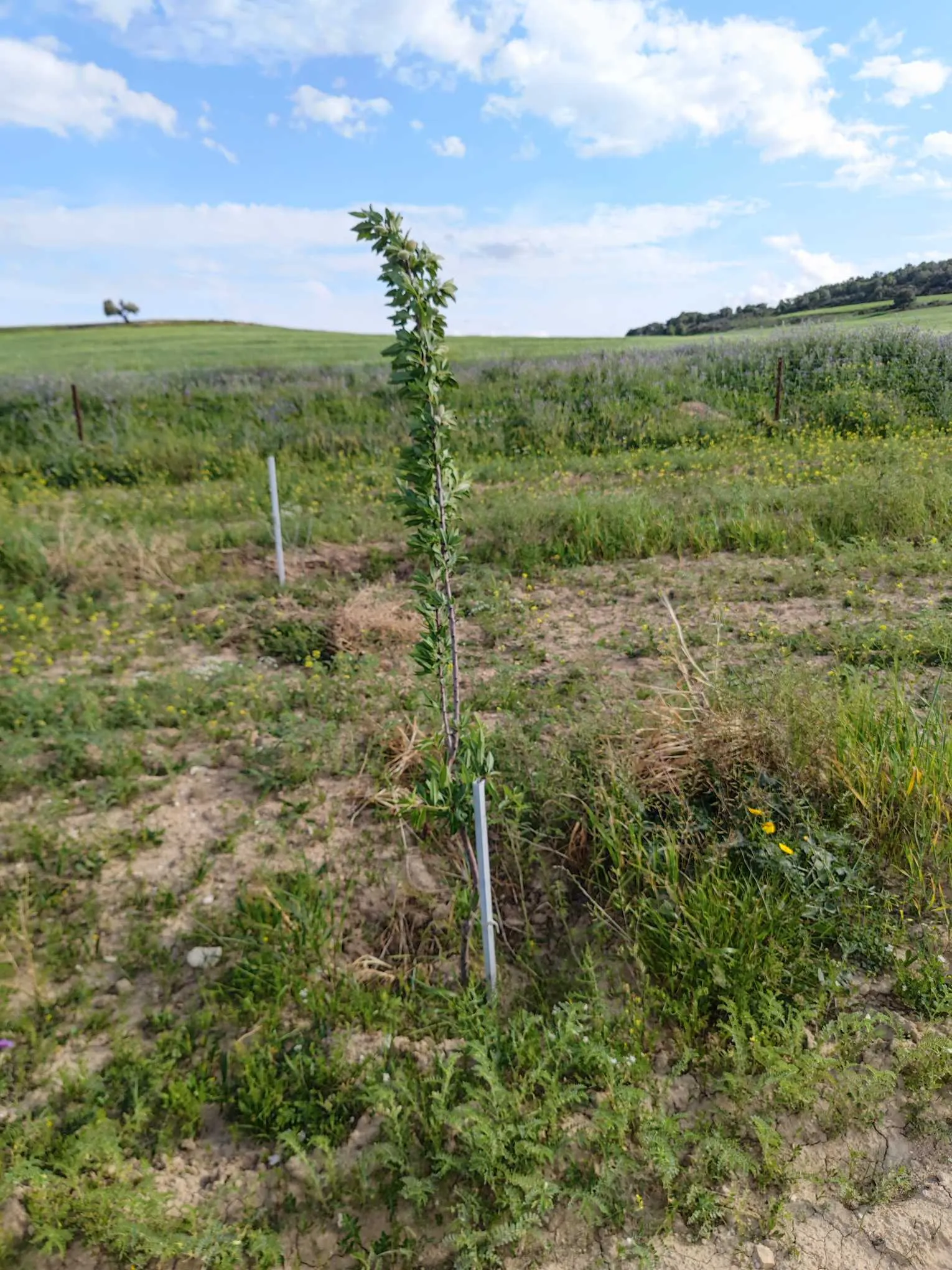 6.3 Hectare a goubellat