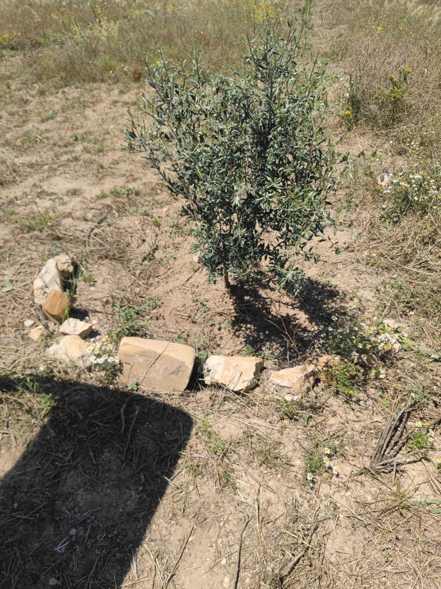 6.3 Hectare a goubellat
