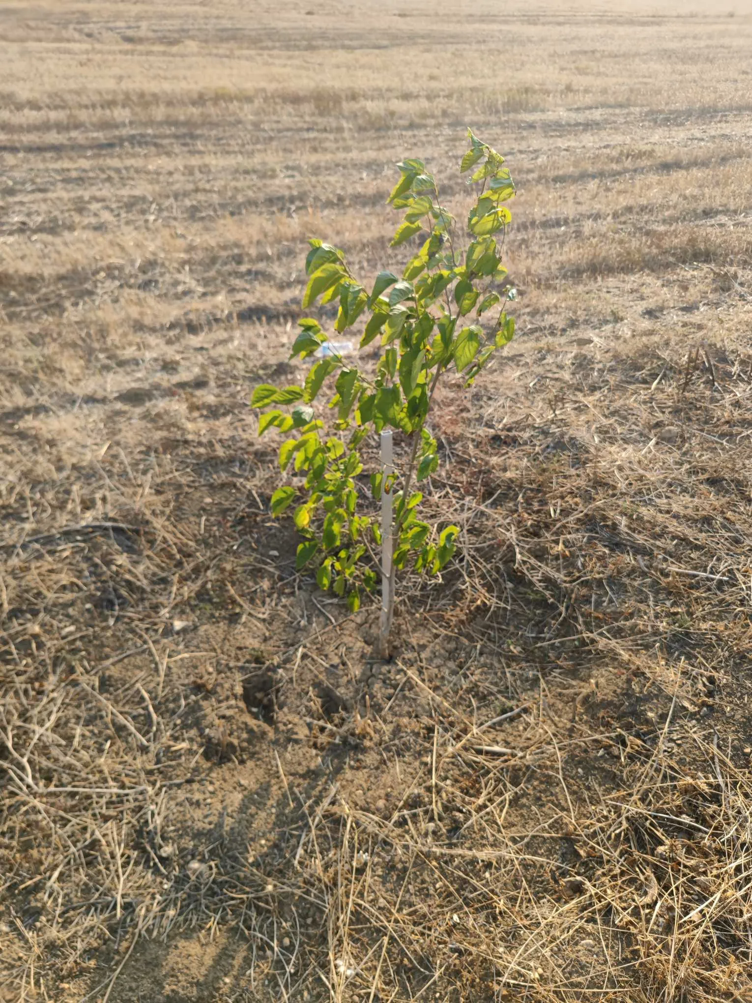 6.3 Hectare a goubellat