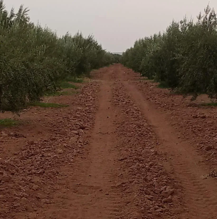 أرض فلاحية للبيع (35 زيتونة)