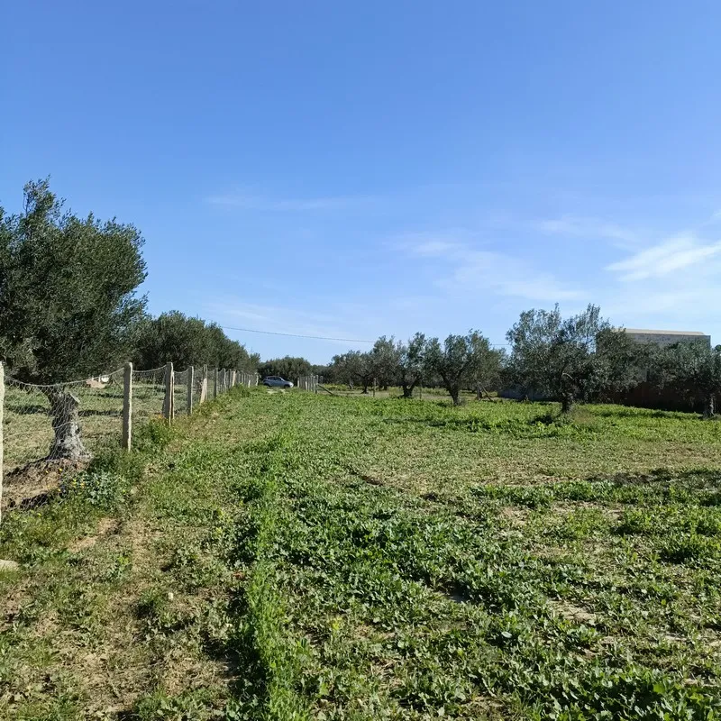 AV terrain de 1680m à Monchar hammamet sud