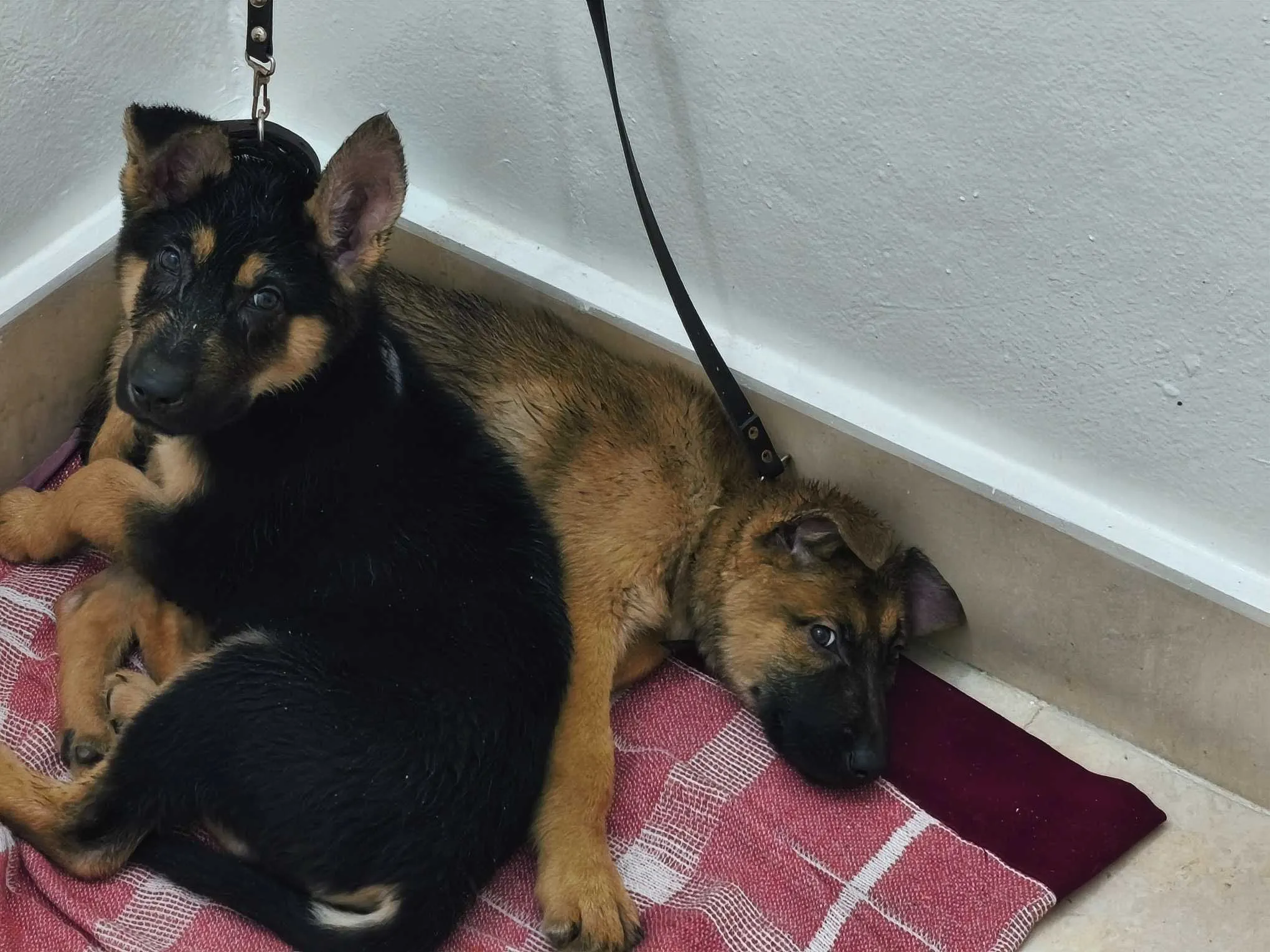 Deux chiots berger allemand
